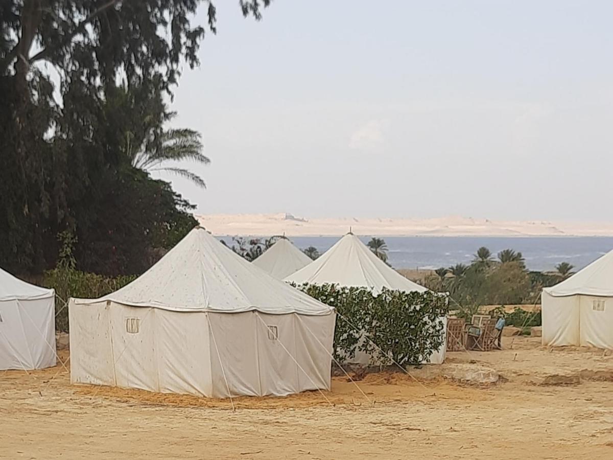 Tunis Camp Fayoum Стая снимка